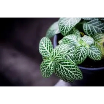 Green Ornamental Plant